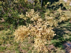 Acacia terminalis