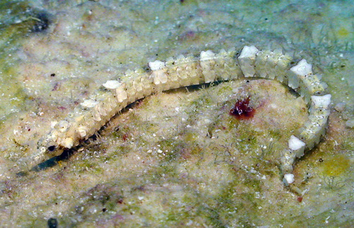 Phoxocampus diacanthus observed 2010-11-28