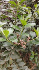 Baccharis prunifolia