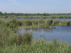 Phragmites australis