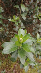 Baccharis prunifolia