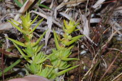 Crassula lanceolata