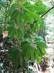 Schefflera candelabrum