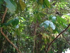 Schefflera candelabrum