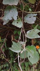 Passiflora bogotensis
