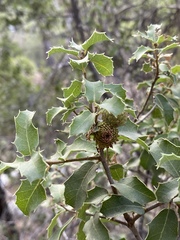 Quercus coccifera