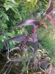 Eupatorium perfoliatum