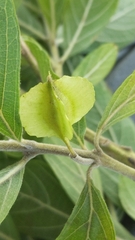 Combretum adenogonium