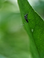 Stegomyia