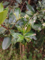 Baccharis prunifolia