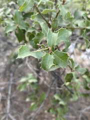 Quercus coccifera