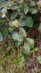 Baccharis prunifolia