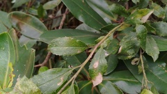 Baccharis prunifolia