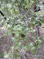 Quercus coccifera