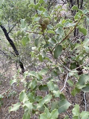 Quercus coccifera