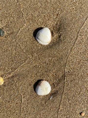 Acanthocardia tuberculata
