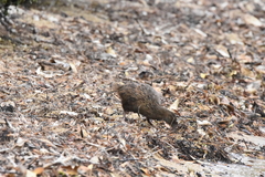 Gallirallus australis