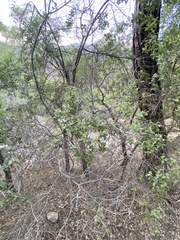 Quercus coccifera