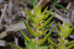 Crassula lanceolata