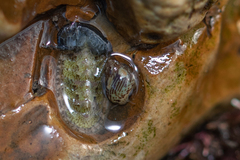 Tricolia pullus
