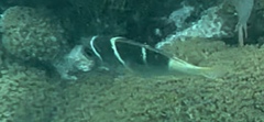 Monotaxis heterodon
