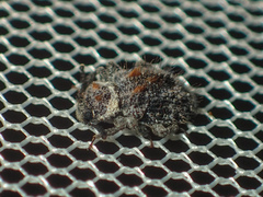 Hyberis