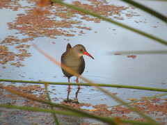 Rallus semiplumbeus