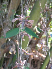 Bambusa oldhamii