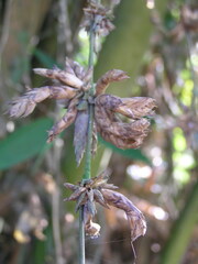 Bambusa oldhamii