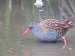 Rallus semiplumbeus