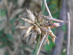 Bambusa oldhamii
