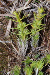 Crassula lanceolata