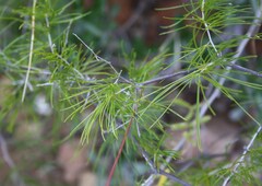 Asparagus retrofractus