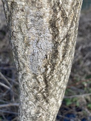 Lycorma delicatula