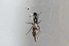 Colobopsis