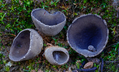 Dissingia leucomelaena