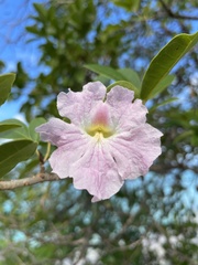Tabebuia heterophylla