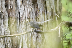 Rhipidura fuliginosa fuliginosa