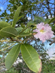 Tabebuia heterophylla