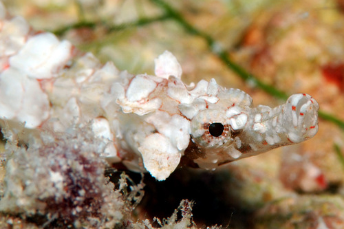 Obscure pipefish (Phoxocampus diacanthus) — Syngnathidae — 4