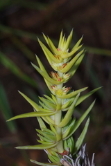 Crassula lanceolata