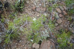 Asparagus retrofractus