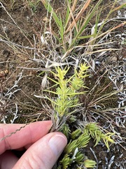 Crassula lanceolata