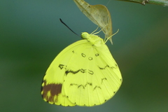 Eurema andersoni
