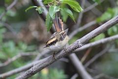 Aphrastura spinicauda