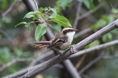 Aphrastura spinicauda