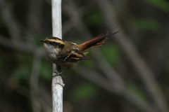 Aphrastura spinicauda