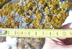 Teloschistaceae