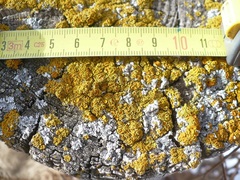 Teloschistaceae