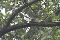 Rhipidura fuliginosa fuliginosa